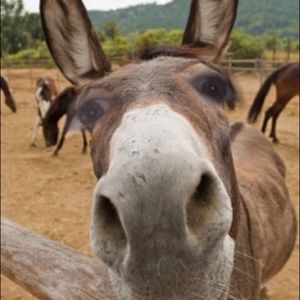 Meet your Posher, Jaime